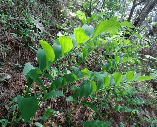 둥글레는 꽃도 이쁘고, 수형도 이뻐서 관상용 화초로 길러지기도 한다.