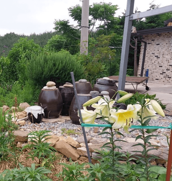 한국의 장독대와 수수하게 피어있는백합