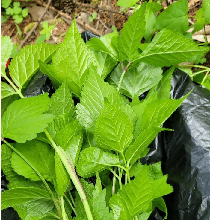 참나물 찾아보세요. 요렇게 생겼어요.